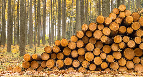 FSC- und PEFC-zertifizierten heimischen Wäldern